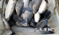 养殖青鱼怎么钓 养殖青鱼怎么钓的
