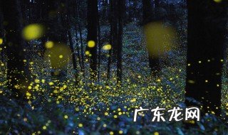 萤火虫生活习性是什么? 萤火虫生活特点是什么
