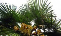 棕树花有什么好处和作用 棕树花有什么好处