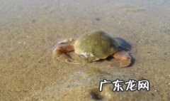 海里螃蟹用什么抓好 海里螃蟹用什么抓