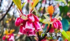 吊钟花开花期 吊钟花开花季节