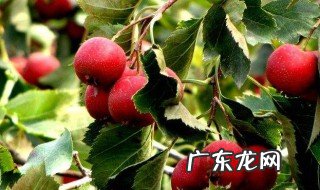 果树春季怎么管理? 果树春季怎么管理好