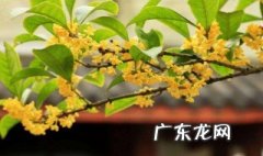 夏季扦插什么花比较好 夏季能扦插什么花