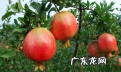 石榴多年不开花什么原因 为什么石榴三年了不开花不结果