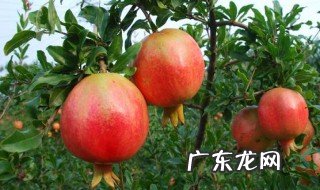 石榴多年不开花什么原因 为什么石榴三年了不开花不结果