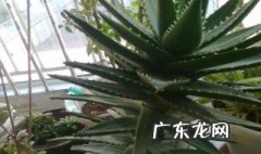 不夜城的叶子可以扦插吗? 不夜城可以水培吗