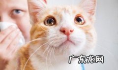 橘猫好养吗 橘猫好养吗 需要注意些什么
