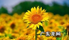 向日葵种子怎么种 盆栽向日葵种子怎么种