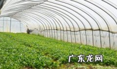 人尿能做花肥吗 人尿可以作肥料使用吗