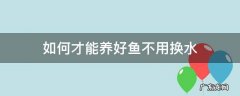 养的鱼怎么换水 如何才能养好鱼不用换水
