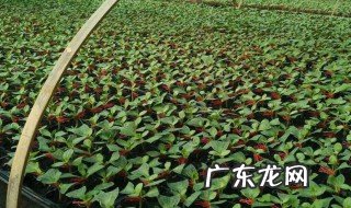 喷西瓜苗时有残留的除草剂怎么办呢 喷西瓜苗时有残留的除草剂怎么办