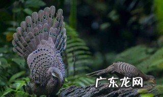 每年的国际生物多样性日是几月几日 生物多样性日是几月几日