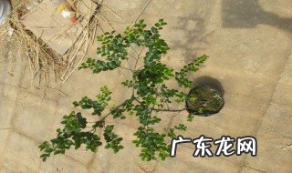 小叶紫檀的生长环境有什么要求 小叶紫檀生存环境和温度