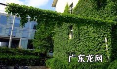 爬山虎的资料简介 爬山虎的资料简介100字
