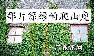 爬山虎怎么种植 五叶爬山虎怎么种植