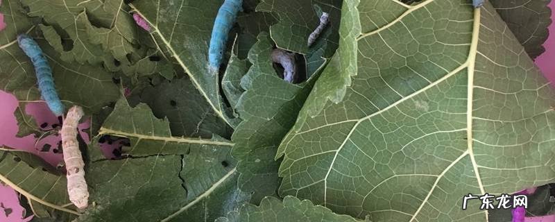 什么可以代替桑叶喂蚕蚁 什么可以代替桑叶喂蚕