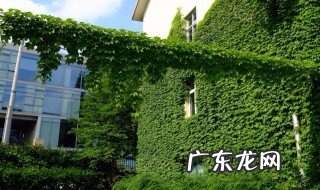 爬山虎的种植方法和时间 爬山虎的种植方法