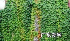 爬山虎不能乱种 种爬山虎的危害