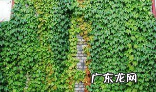 爬山虎不能乱种 种爬山虎的危害