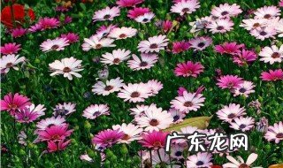 送非洲菊不吉利吗 非洲菊送给什么人