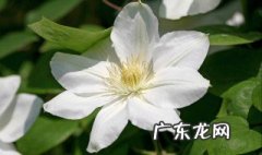 铁线莲的养殖方法和注意事项 铁线蕨的养殖方法和注意事项
