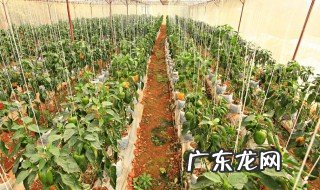 木棉花种子的种植方法图片 木棉花种子的种植方法