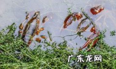 养殖小龙虾要办哪些证件? 养殖小龙虾要办哪些证件