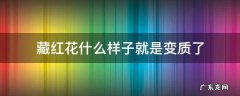 藏红花怎么看变质 藏红花什么样子就是变质了