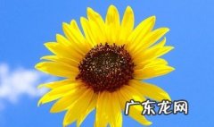 什么花象征着鼓励 什么东西象征着鼓励