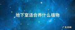 地下室适合养什么植物 地下室适合养什么绿植