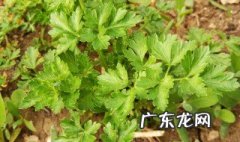 艾草晒干有什么功效 艾草晒干有什么作用