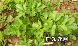 艾草晒干有什么功效 艾草晒干有什么作用
