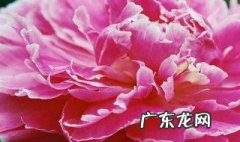 表达牡丹花开放的语句 牡丹花开放的语句