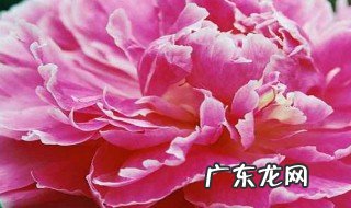 表达牡丹花开放的语句 牡丹花开放的语句