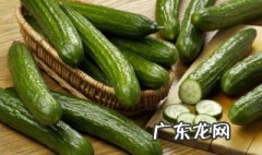 黄瓜种植技术与管理法视频 黄瓜种植技术