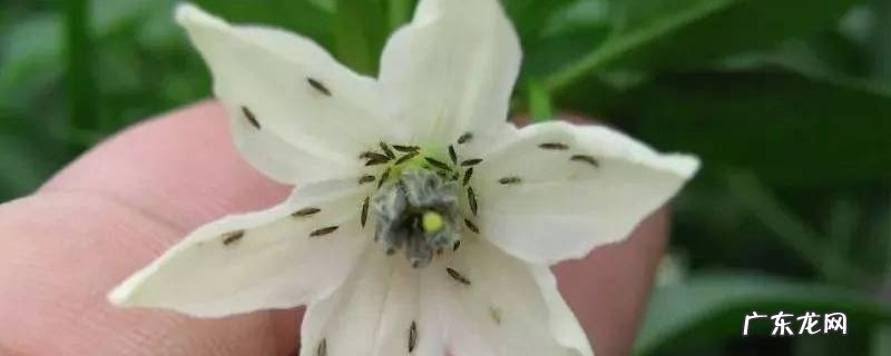 树上老是掉黑色的虫子是什么 树上掉的小黑虫