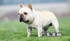 法斗幼犬怎样喂养视频 法斗幼犬怎样喂养
