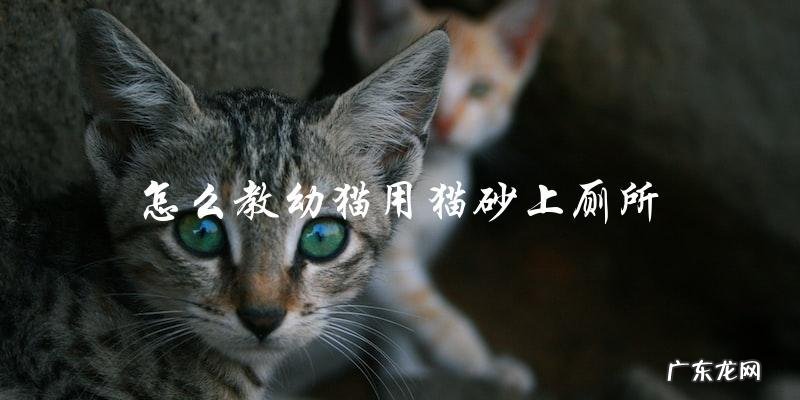 如何有效地教导幼猫使用猫砂上厕所？