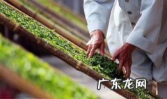 白茶的功效与作用及禁忌 月光白茶的功效与作用及禁忌