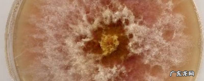 霉菌的特点是什么? 科学 霉菌的特点