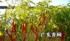 喝什么能缓解辣味 喝什么能缓解辣味儿呢