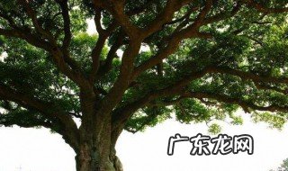 坟墓四周种什么树 坟墓四周种树好不好