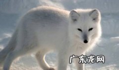 如何饲养雪狐 如何饲养雪狐鹦鹉