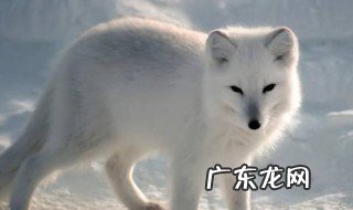 如何饲养雪狐 如何饲养雪狐鹦鹉