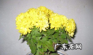 九月菊什么时候长花苞 九月菊什么时候打顶