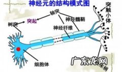 高中生物必修二知识点总结思维导图 高中生物必修二知识点总结