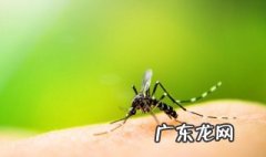为什么下雨天蚊子不会被雨砸死? 为什么下雨天蚊子不会被雨砸死