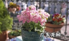 在养花时如何使用磷肥施肥 在养花时如何使用磷肥