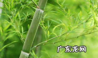 竹子属于树还是草 竹子属于树还是草,无影山附近哪里有卖自行车配件的