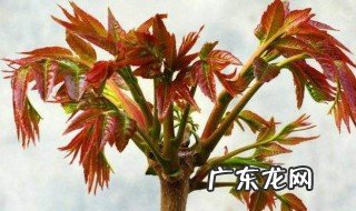 香椿树一年能摘几次叶子 香椿树一年最多可以摘几次芽